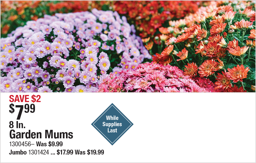 8 In. Garden Mums